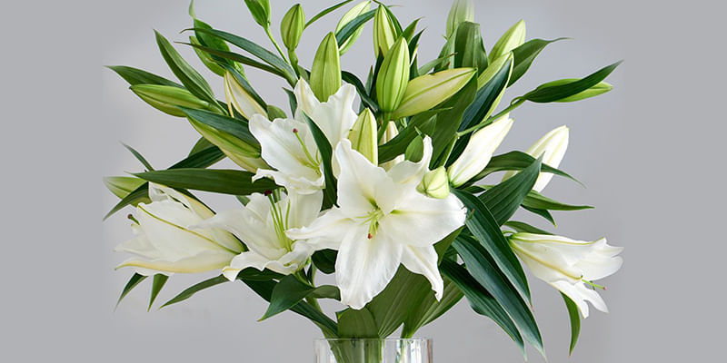 Do You Know Why Lily Flowers are So Special